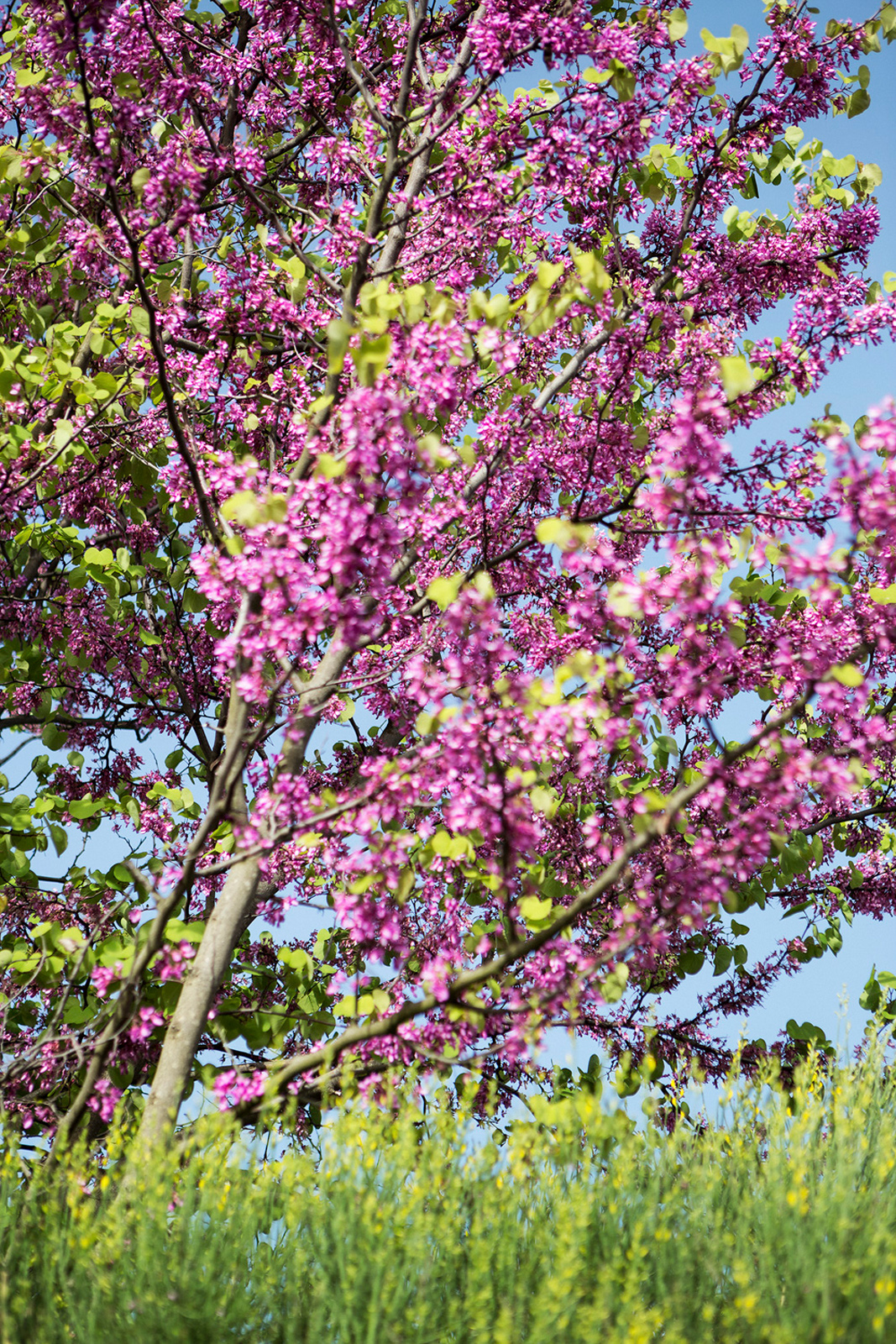 Kaisa Karhu: Muistutus kuolevaisuudesta I / Reminder of mortality I